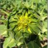 Unopened Sunflower Girasol in spanish