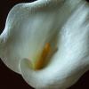 Vals Lilly