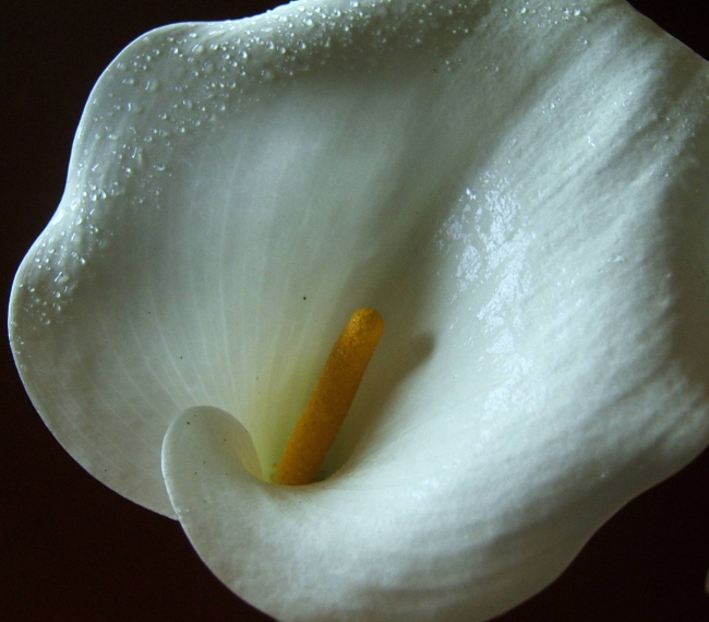 Vals Lilly