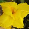 Yellow Iris