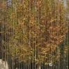 Autumn Colours through the Fountain