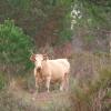 Cow in Forest