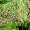 Leaf Structure