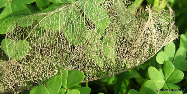 Leaf Structure
