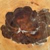 Pattern on Tree Trunk