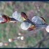 Pussy Willow Buds Bracknell