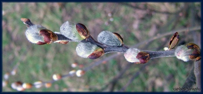 Pussy Willow Buds Bracknell