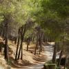 Road through Forest