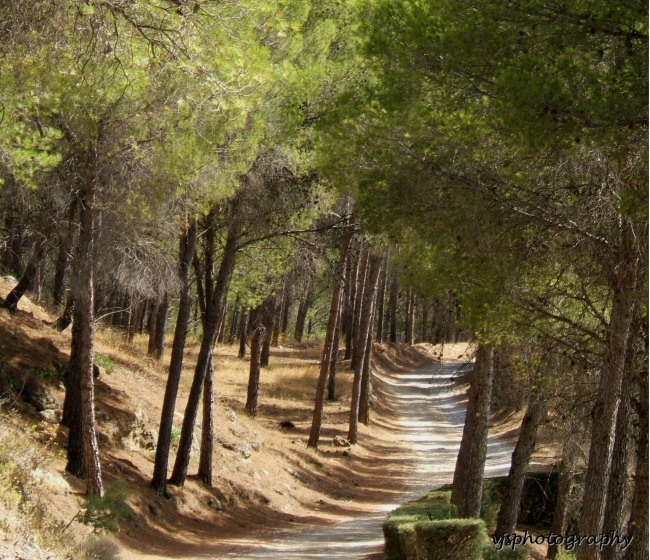 Road through Forest