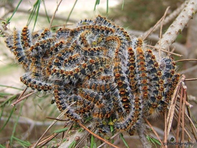 Seething Mass of Pine Processionary Caterpillars