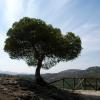 Tree and Cloud