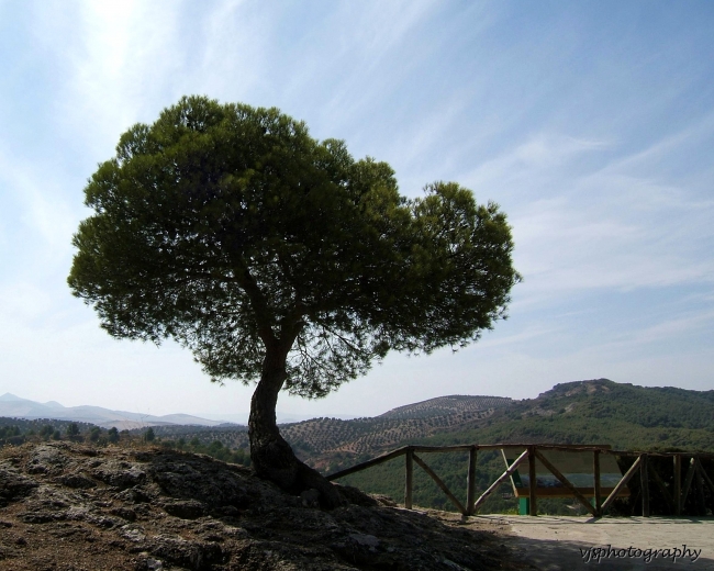 Tree and Cloud
