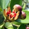 Balsam Apple 2