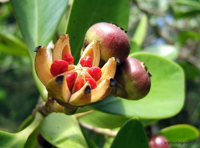 Balsam Apple 2