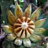 Beautiful Balsam Apple Pod.