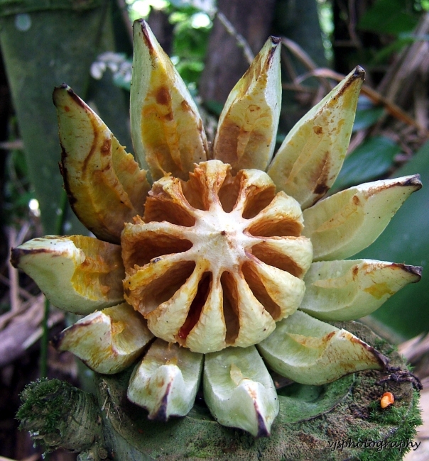 Beautiful Balsam Apple Pod.