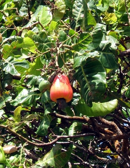 Cashew Tree