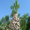 Fir cones 