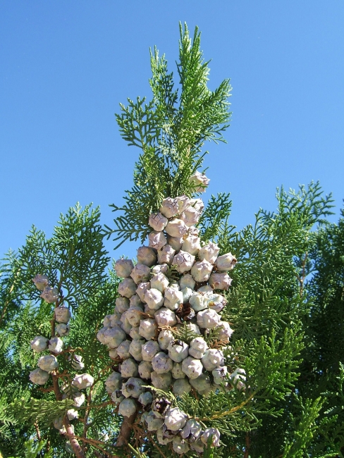 Fir cones 