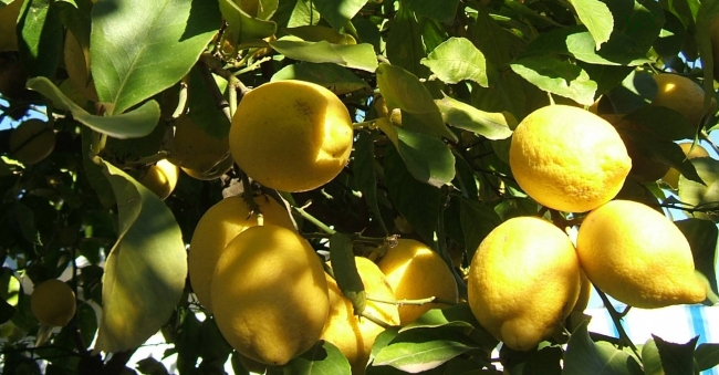 Lemons