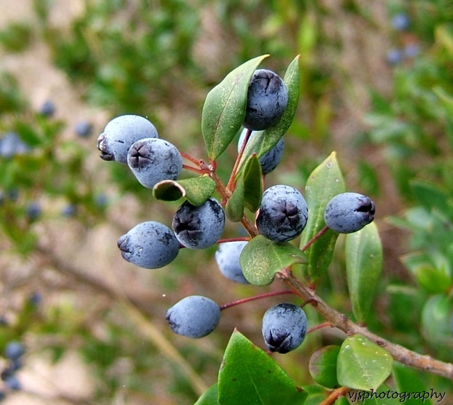 Myrtle Berries
