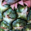 Fruit Berries Nuts and Cones