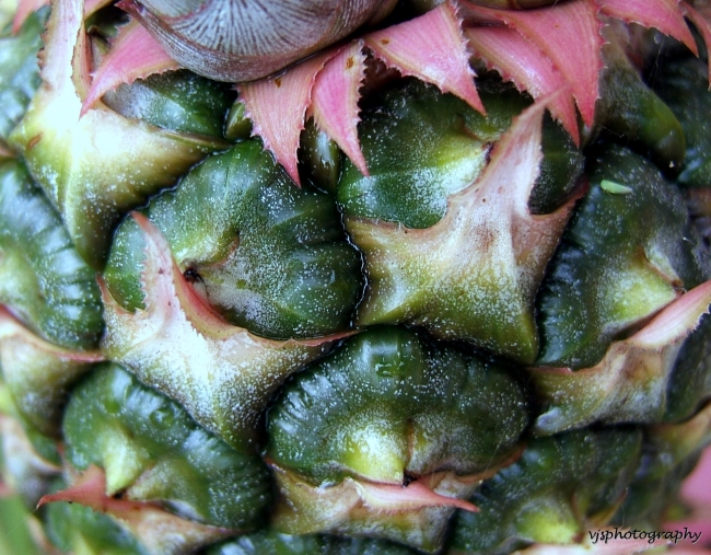 Pineapple Macro