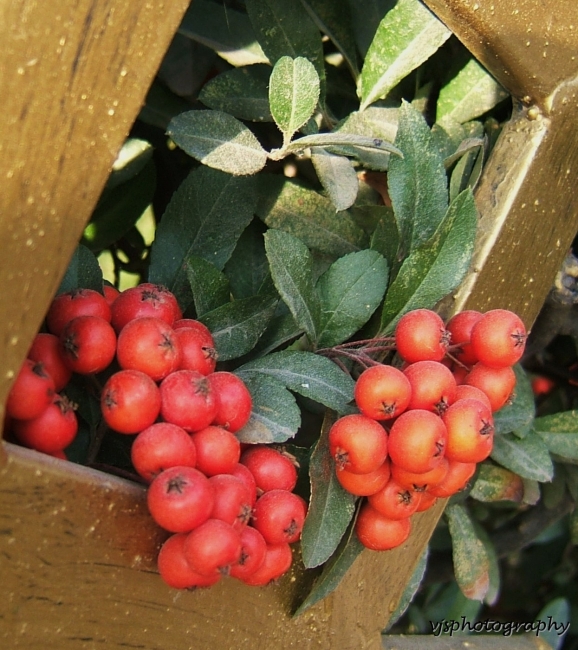 Red and Gold