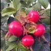 Rosehips Exeter 07