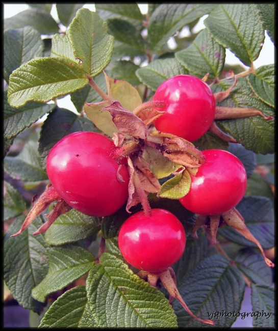 Rosehips Exeter 07