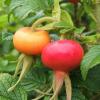 Rosehips Exeter