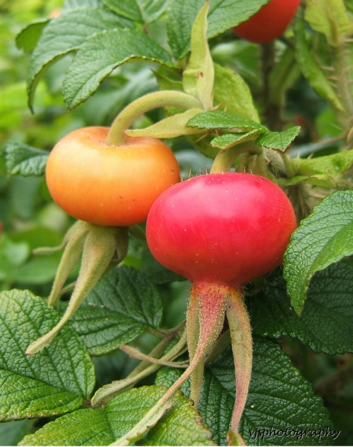 Rosehips Exeter