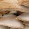 Close up Fungi 2