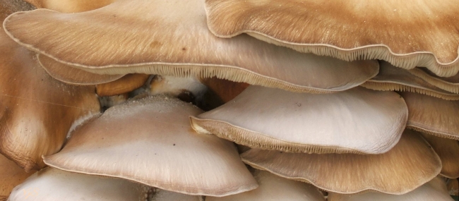 Close up Fungi 2