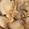 Close up Fungi 