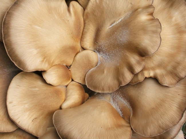 Close up Fungi 