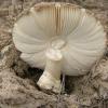 Fungi 3