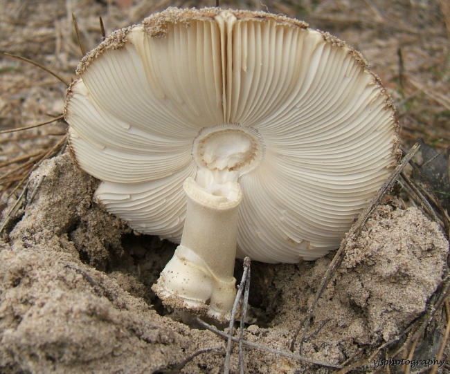 Fungi 3