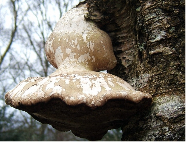 Fungi Dartmoor 2