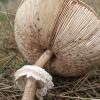 Fungi and Lichen