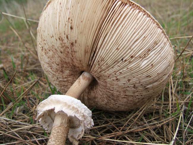 Fungi Underside