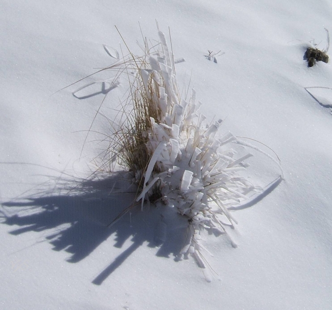 Grass Sierra Nevada