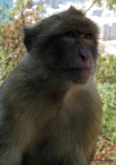 Barbary Ape 