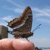 Butterfly on Finger 