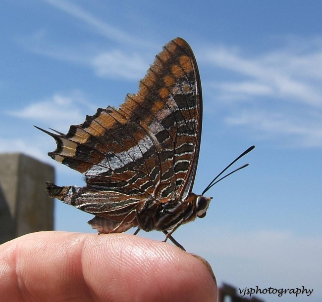 Butterfly on Finger 