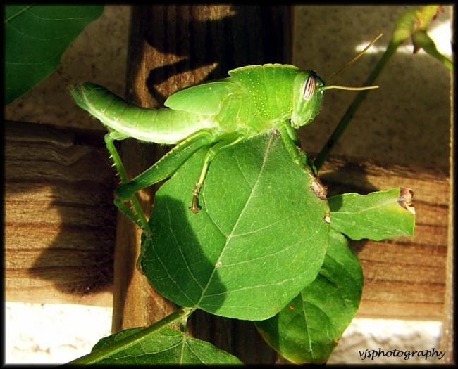 Mean Green Eating Machine