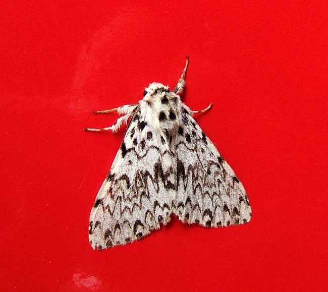 Moth